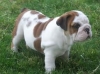 bulldog  for sale for home